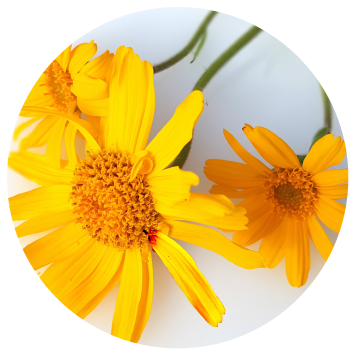 Rev5 Revive Muscle Gel Natural Ingredients